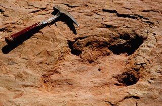 Fossilized dinosaur tracks