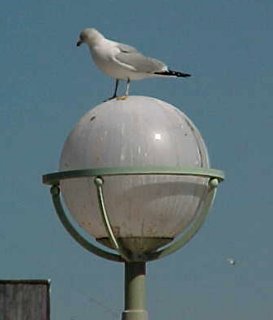 A bird stands on top of a lamppost in Norfolk, Virginia