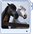 Horses wearing hats in MSN Messenger