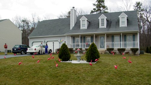 Pink flamingoes in the Camdens' front yard