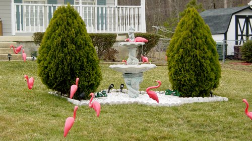 Pink flamingoes in the Camdens' front yard