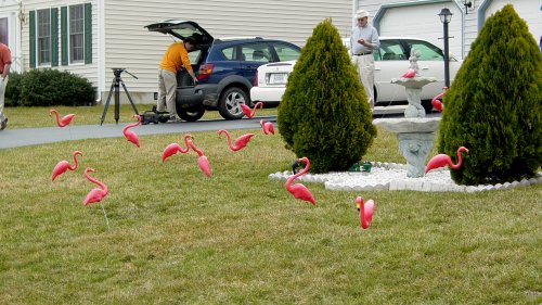 Pink flamingoes in the Camdens' front yard