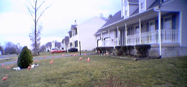 Pink flamingoes on the neighbors' yard