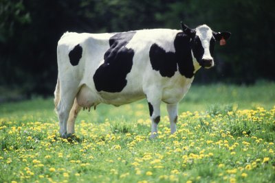 A cow staring