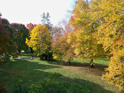 Leaves on the trees in the vacant lot