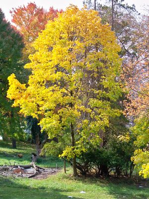 Leaves on the trees in the vacant lot