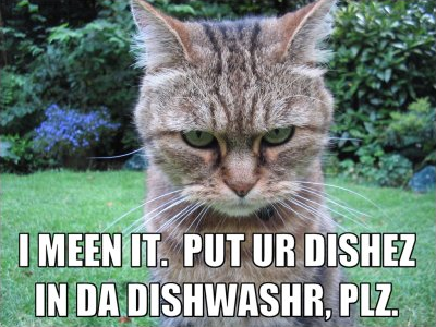 Lolcat dishes