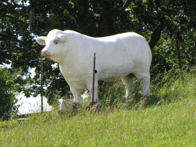 The "Anatomically Correct Bull" along US 340 in Stuarts Draft, Virginia