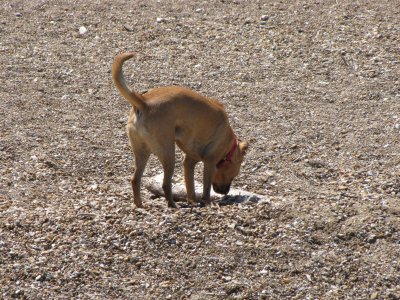 A dog checks out a decaying fish