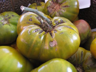 Cherokee Green tomato