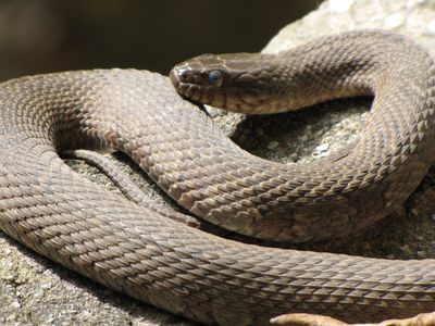 As we were walking towards Lace Falls, we encountered a snake sitting on the retaining wall, sunning itself.  This snake was harmless (note the round pupils), and so all of us got photos of it sitting out there.