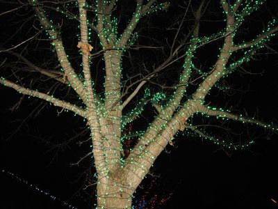 These two photos are of the same tree, with one photo taken with flash, and one without.  The one without flash is close to how it actually looked in real life.  The one with flash is pretty neat because it shows off how the tree is wrapped in the lights, and the glow of the lights is also still visible at the same time.