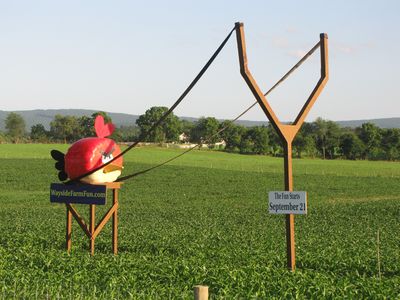 Angry Birds at Wayside Farm