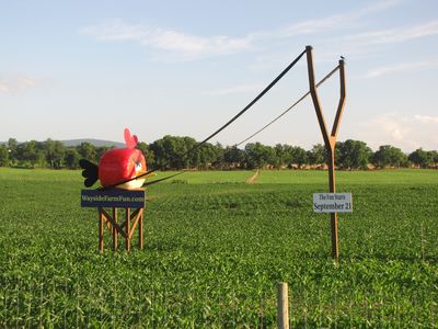 Angry Birds at Wayside Farm