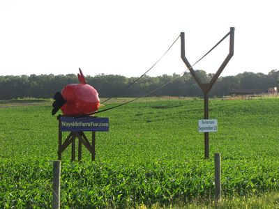 Angry Birds at Wayside Farm