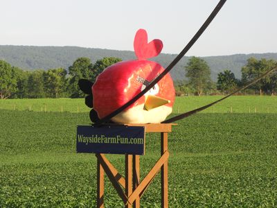 Angry Birds at Wayside Farm