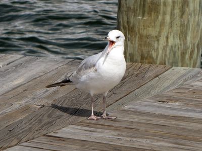 Bird on a dock, with its mouth open.  It looks to me like it's saying, "Hey, Bill!  It's over here!"