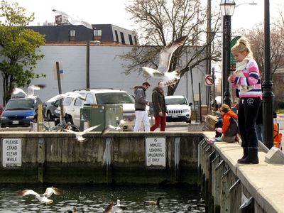 A child throws bread into the water for the birds, who go after the free food.