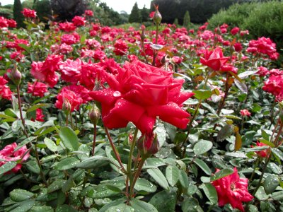 Love Grandiflora Rose