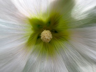 Sunshine Hollyhock