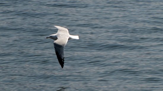 Sea gull over the water.  You know I had to try again with bird photos after my less-than-successful attempts to get a bird in flight in Annapolis.