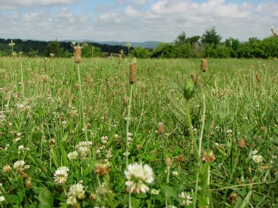 Lower view of the same thing, showing all of the flowers and grasses in the area.