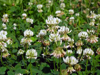 Close-up of the flowers.  The bees love these little white flowers, but I still have no idea what they are (leave a comment below and fill me in!).