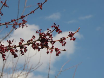 A tree in bloom.