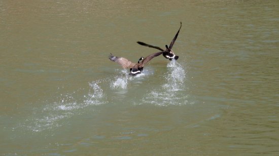 Action shot of two geese.