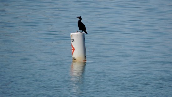 A bird stands on a buoy in Triadelphia Reservoir.  Photographed from Brighton Dam Road, which runs across the top of the dam.