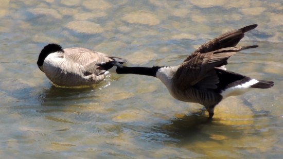 Geese downstream from the dam.  I have no idea what the goose on the right is doing.