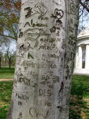 This tree, near the DC War Memorial, has been carved on by various people for decades.  I saw one carving with "1974" on it, and more recent carvings through the 2000s.