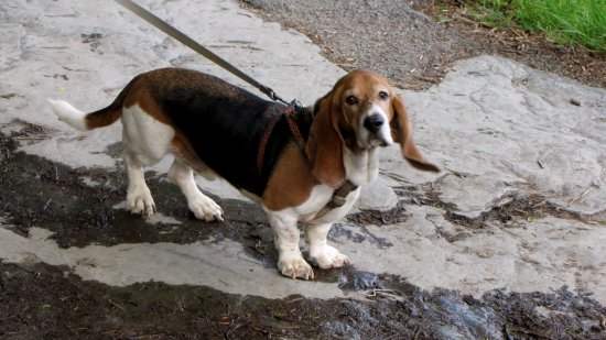 Bruno near Jefferson Rock