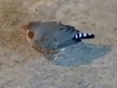 A zebra finch, standing in the bus shelter