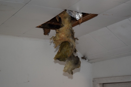 That is insulation coming out of a ceiling panel, and something possibly growing on it. Stuff like this is why we wore the respirators inside the house.