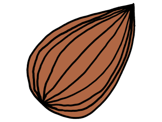 The original almond drawing, colored brown.