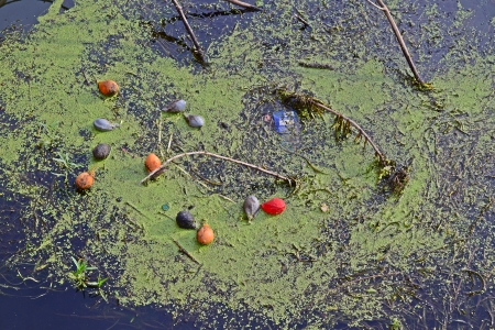 Debris in the water next to the bridge. No idea how so many balloons collected in this spot.