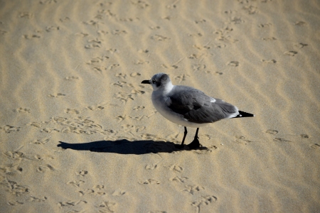 I took a lot of sea gull photos.  I got them moving around on the beach, I got them flying around, you name it.