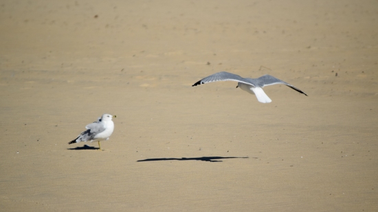 I took a lot of sea gull photos.  I got them moving around on the beach, I got them flying around, you name it.