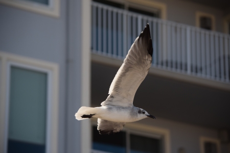 Sea gull in flight.