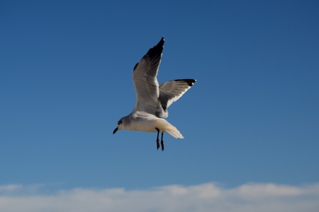 Some people were throwing pretzel bits to the birds, and so I had a bit of a field day photographing the birds, getting them both in the air and on the ground.