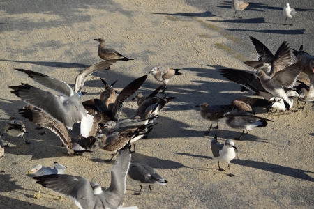 Some people were throwing pretzel bits to the birds, and so I had a bit of a field day photographing the birds, getting them both in the air and on the ground.