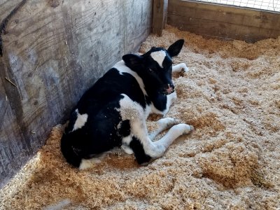 A newborn holstein calf, born earlier that day