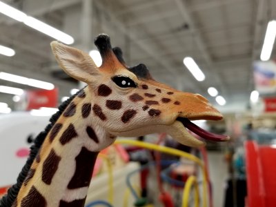 Giraffe with a big tongue
