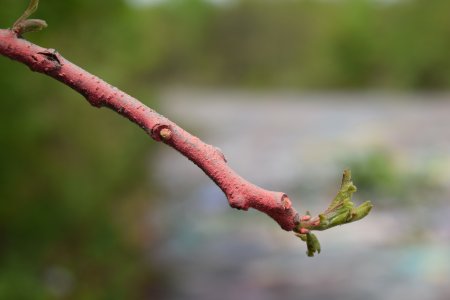 Tree branch, previously painted red, sprouting new leaves.