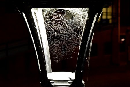 Spider webs in the lamppost