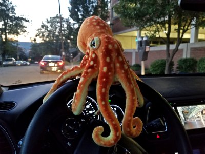 Woomy, the most curmudgeonly octopus that I've ever met