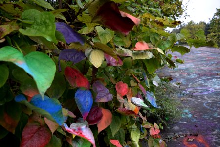 Lots of leaves, colorfully painted.