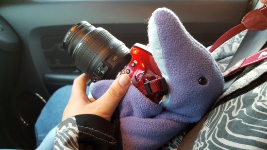 With Elyse's help, Royal Street the dolphin holds Elyse's camera in the passenger seat during our November 2016 planespotting trip.