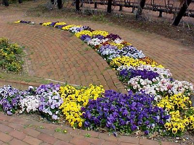 Let the record show that Elyse made fun of me for this shot.  It's a photo of a row of flowers in a park near King Street station, and not a good photo by any means.